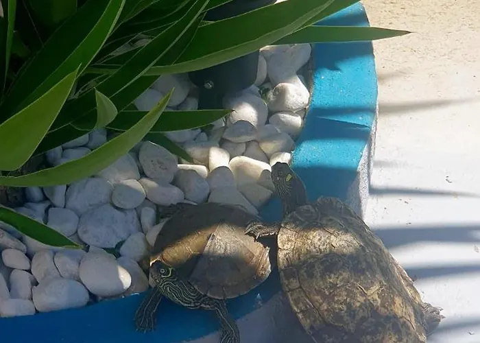 아파트 Wonderful White Appartament In Playa Americas